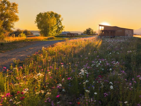 The Roam Wildflower Meadow beckons you to slow down, reflect, and recharge. 