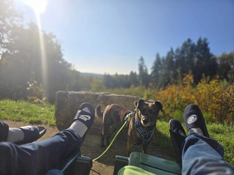 Pet-friendly
