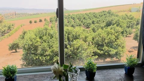 View from Dining Table - Looking at Grove of Kumquats