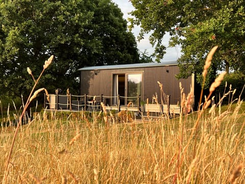 Molly in the golden hour