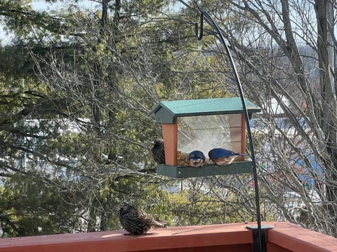 Enjoy the birds on your porch!