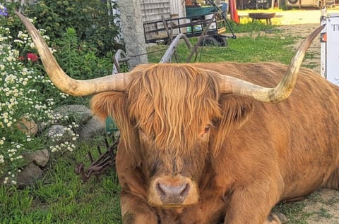 Scottish Highland Cattle to Visit