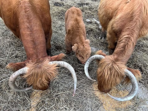 Our Scottish Highlander cattle and their newest addition.