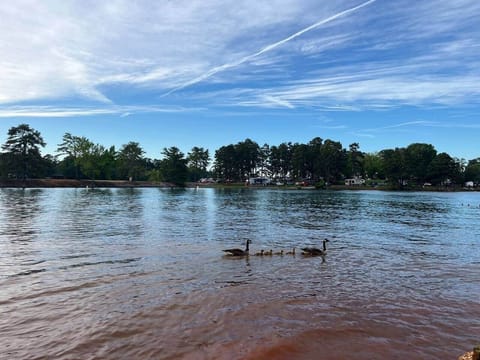 Enjoy the peaceful beauty of South Cove County Park, just minutes away from the home. Perfect for fishing, swimming, kayaking, or relaxing by the shore—watch geese glide across the water under a big Carolina sky. A true local gem!