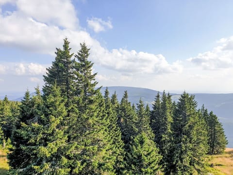 Tree, Green, Natural Environment, Forest, Wilderness, Highland, Larch, Hill Station, Woody Plant