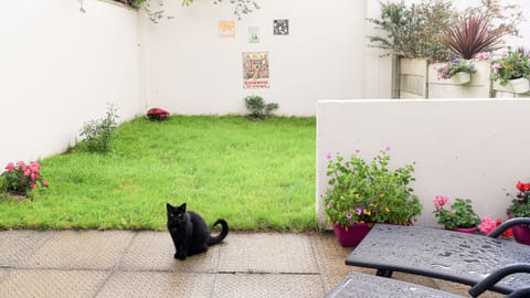 Skellig Fuchsia Lodge Ballinskelligs.  Holiday home private walled garden.