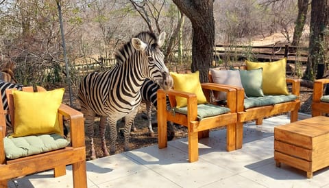 Zebra 