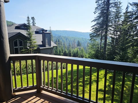 Nature, Outdoors, Scenery, Tree, Fir