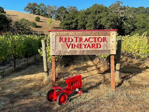 Cabernet Sauvignon vineyard. The red tractor is the owners toy from childhood