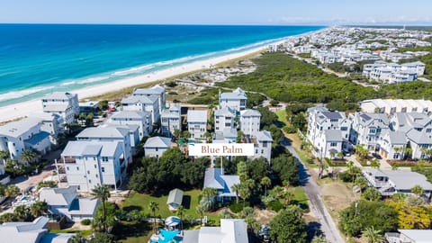 Blue Palm | Ariel View