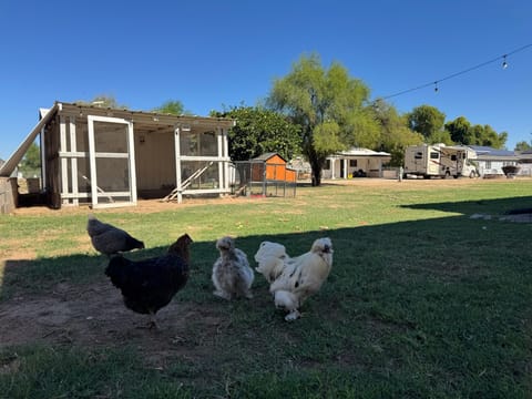 Chickens and a Rooster