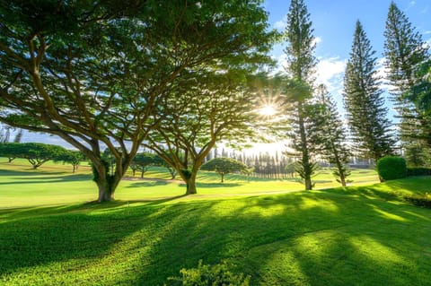 Where golden light filters through ancient trees and the greens stretch forever—Kapalua mornings are made to savor KGV-14P6