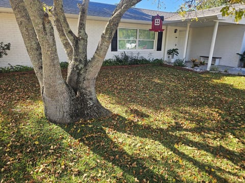 Tree and bird feeder