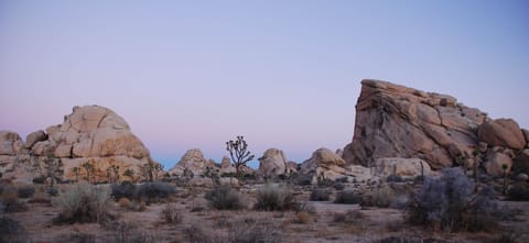 Joshua Tree  Cyclops + Potato Head  Sunrise