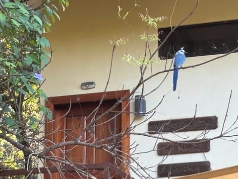 A flock of magpie-jays visit every morning for bread treats. 