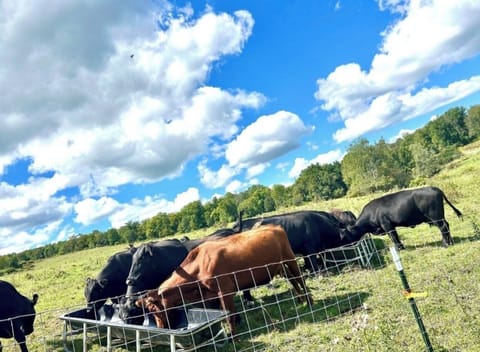 Our lovely cows having a snack!