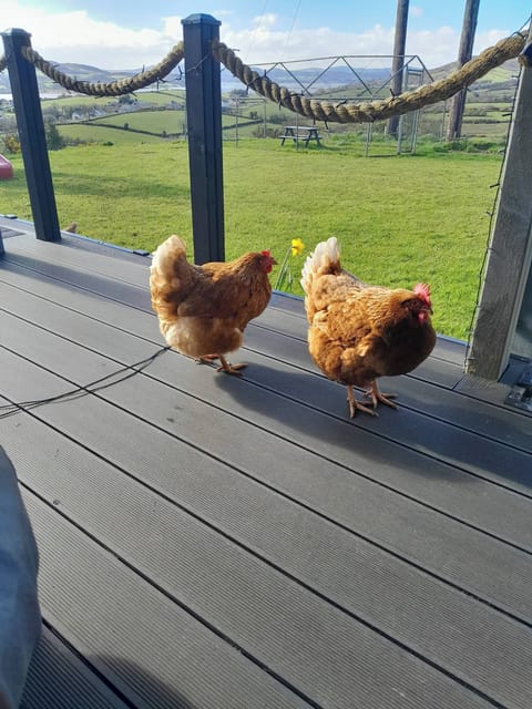 Cabin, 2 Bedrooms, Balcony, Garden View | View from property