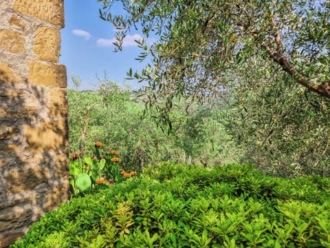 Comfort Apartment | Garden view