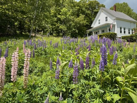Beautiful June lupines outside of Hillside Respite