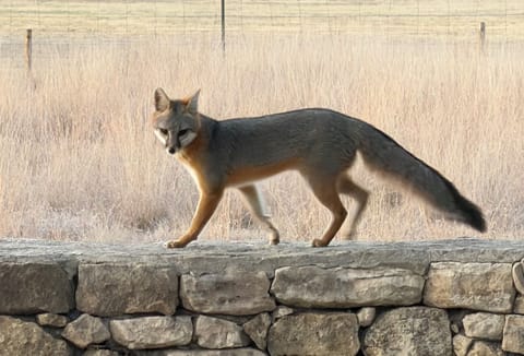 Blanco Hill Country Hideaway House in Blanco