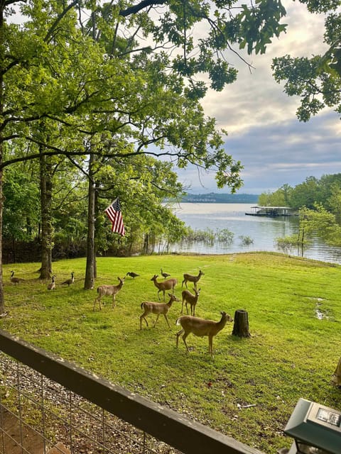 You may encounter local wildlife during your stay!