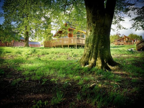 Forest of Dean Meadow - Golden Oak