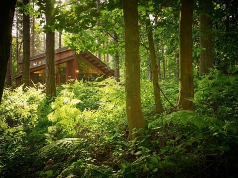 Sherwood Forest Golden Oak Hideaway