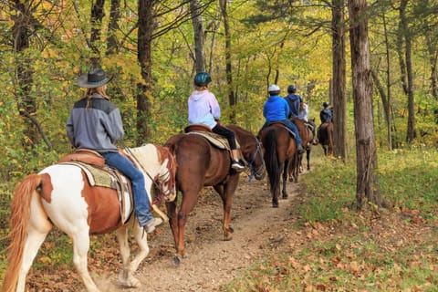 Experience a guided horseback ride through picturesque trails, surrounded by lush forest landscapes.