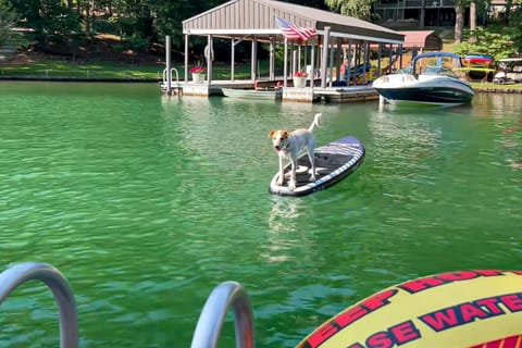 Pet-friendly