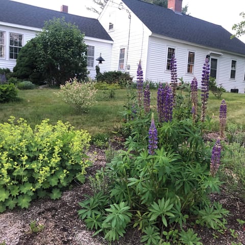 Rental - Lupine view