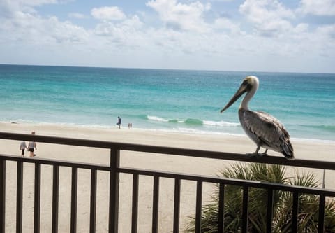 The Pelican's Perch!