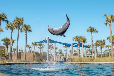 Take a short 5-minute trip to Gulfarium Marine Adventure Park and meet dolphins, sea lions, and more!