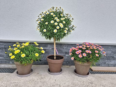 Flower, Flowerpot, Shrub, Garden, Houseplant, Yard, Landscaping
