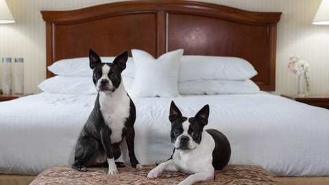 Dogs are welcome here - two queen beds and a warm, open room give everyone space.
