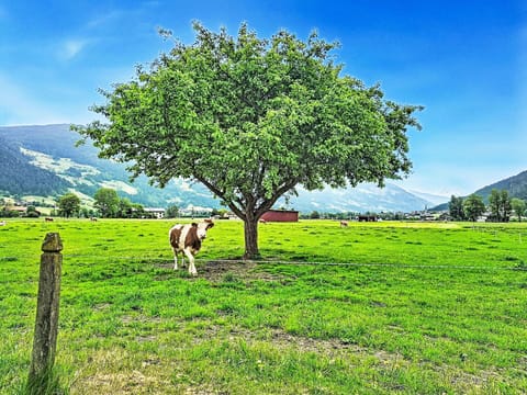 Grass, Green, Tree, Grassland, Natural Landscape, Pasture, Summer, Field, Landscape, Plain