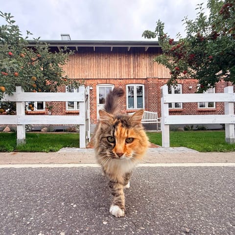Meierei Katze