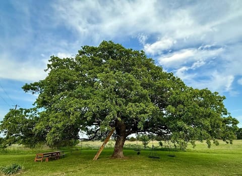 The Happiness Tree is a magical 900-year-old oak, with an awe inspiring tree net built into its lofty branches which can hold 20. Twirl in swings, dangle from a hoop, or picnic. This breezy perch remains cool in summer, making a fun place to play. 