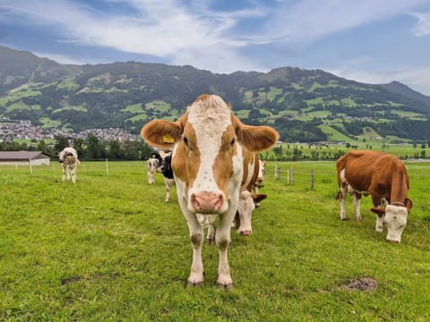 Grass, Pasture, Grassland, Landscape, Summer, Hill, Rural Area