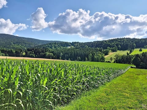 Green, Field, Agriculture, Natural Landscape, Grassland, Plain, Summer, Plantation, Hill, Landscape
