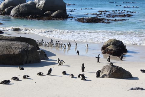 Beach nearby, white sand