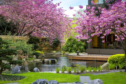 Japanese garden