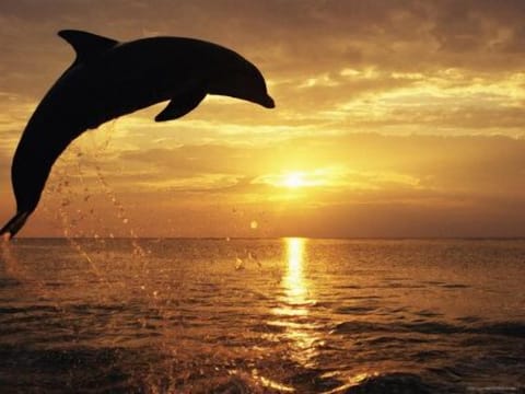 Dolphins playing at sunset in the Gulf of Mexico
