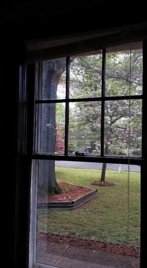 View of front yard from inside house