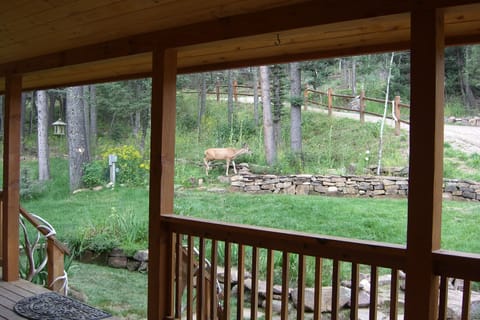 One of the neighbors roaming through the front yard