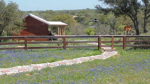 And who doesn't like bluebonnets 