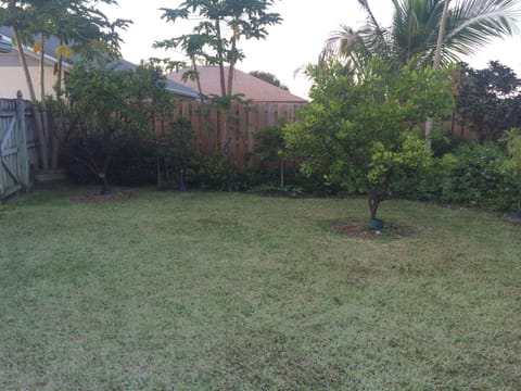 Orange trees, lemon, lime, and papaya tree in the backyard. Completely fenced in