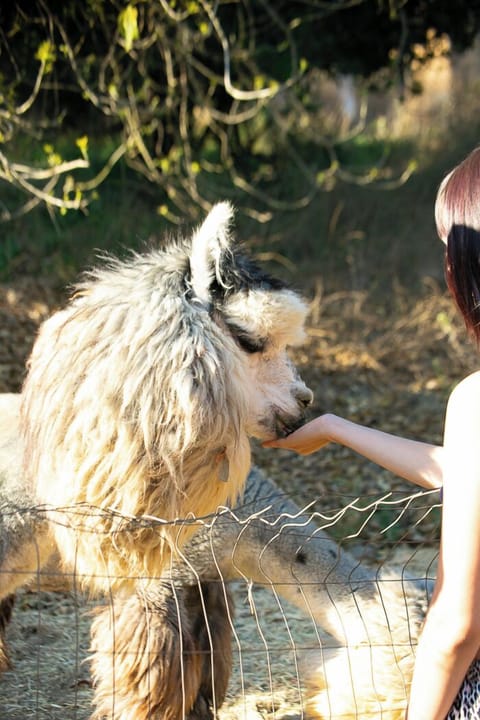 Enjoy hand feeding the alpacas!