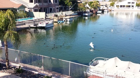 backyeard view   duck and egrets playing