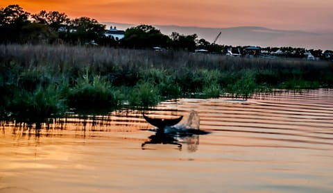 Dolphins at Dusk