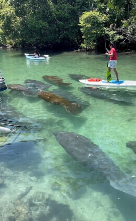 Photo of 11 manatees taken from Little House property.